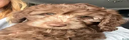 Cockapoo dogs for sale: Chocolate/Silver beige Multigen puppies - Advert 3