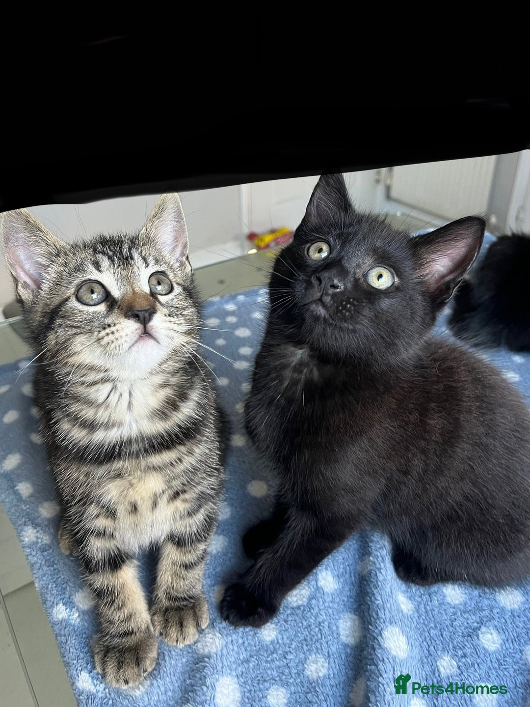 Mixed Breed cats for sale: 4 x Beautiful Adorable Kittens *Ready Now* - Image 13