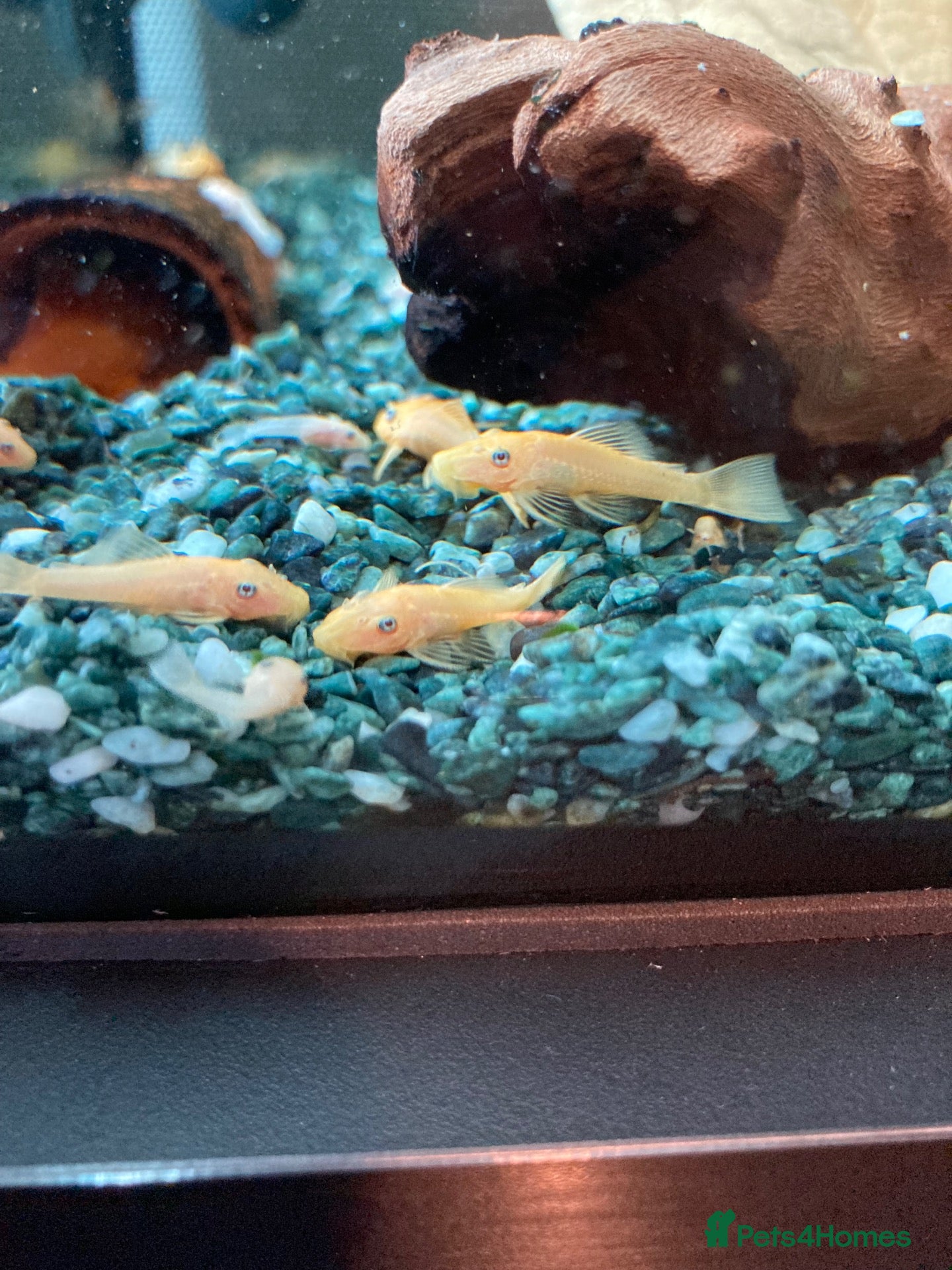 Plecos fish Blue-eye lemon Bristlenose pleco juveniles  - Advert 17