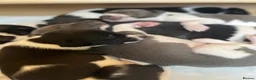 Whippet dogs for sale: Pedigree (KC registered) Whippet Puppies in Aylesbury - Advert 5