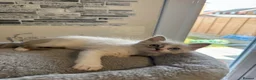 Ragdoll cats for sale: Stunning Ragdoll kittens - Advert 28