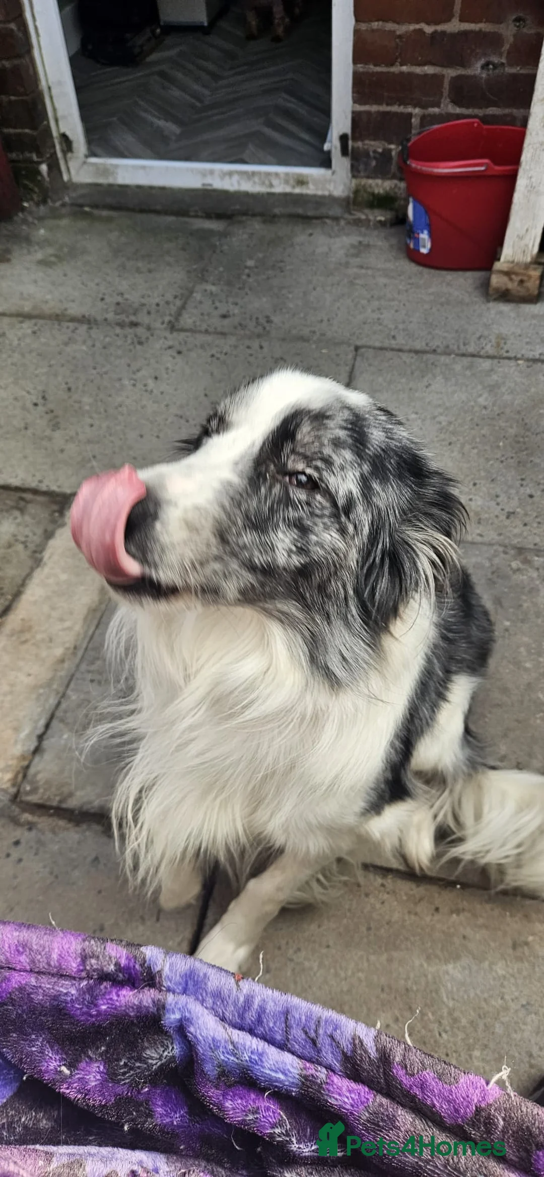 Border Collie dogs for sale: Beautiful border collie - Advert 5