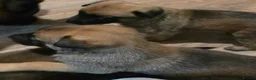 Belgian Shepherd Dog dogs for sale: Belgian Malinois Puppies For Sale. - Advert 8