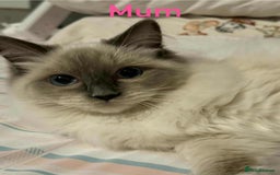 Ragdoll cats for sale: Ragdoll kitten - Image 8
