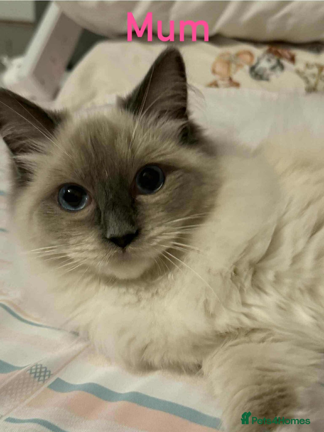Ragdoll cats for sale: Ragdoll kitten - Image 8