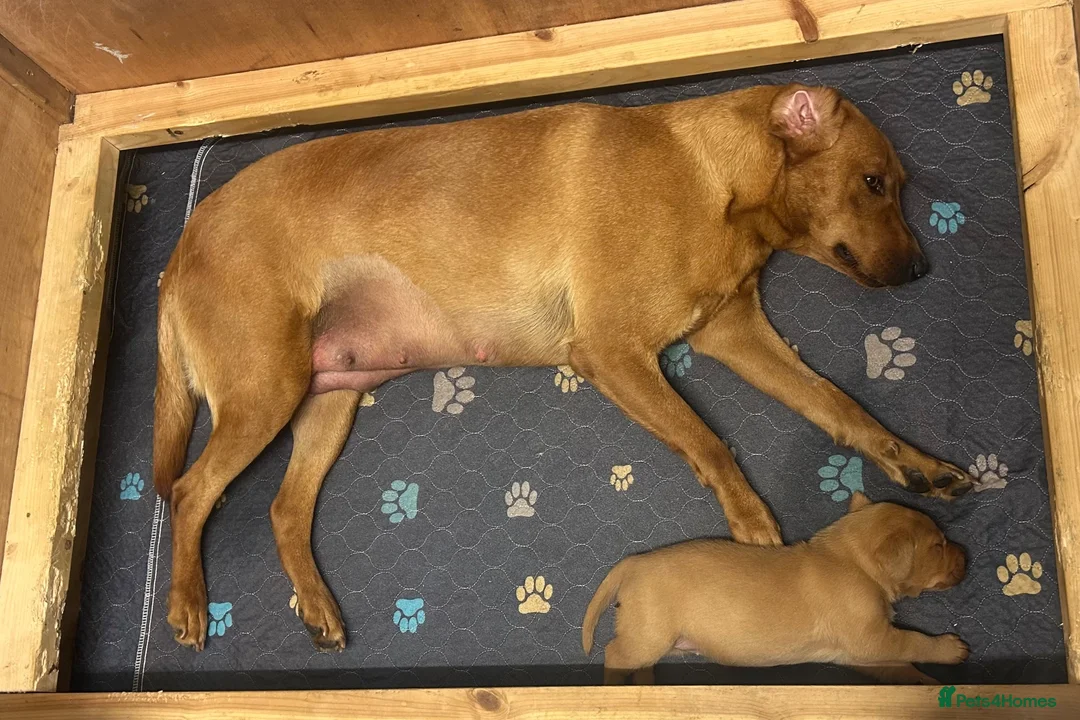 Labrador Retriever dogs for sale: Beautiful fox red Labrador bitch puppy - Advert 2