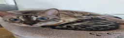 Bengal cats for sale: Rare Silver Charcoal Bengal Male Kitten 🐾 - Advert 1