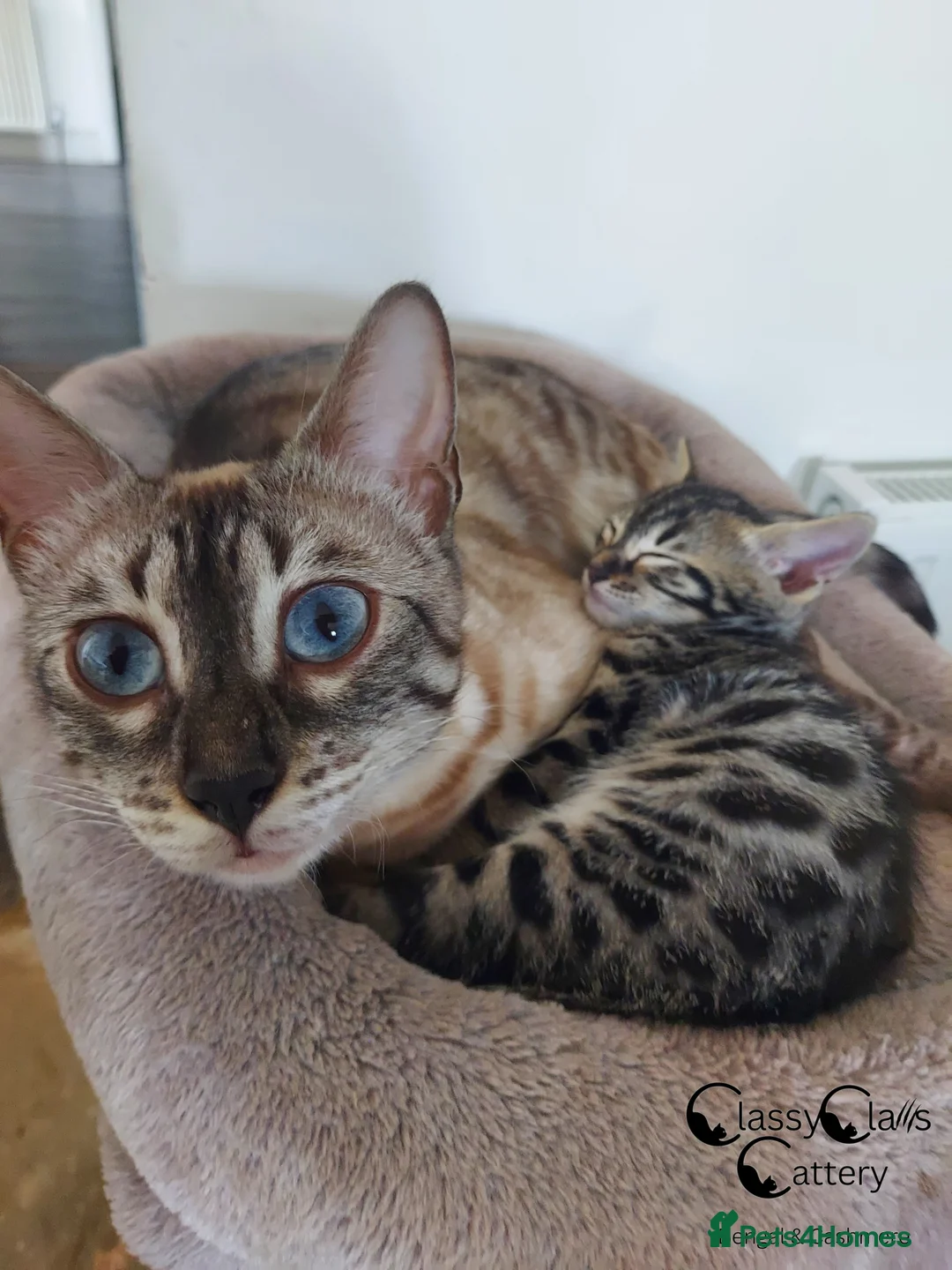 Bengal cats for sale: Rare Silver Charcoal Bengal Male Kitten 🐾 - Advert 1