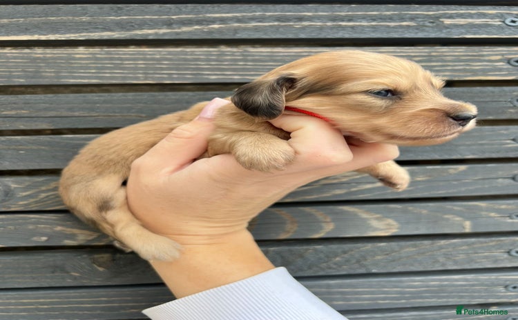 Miniature Dachshund dogs in Portsmouth - Advert 3