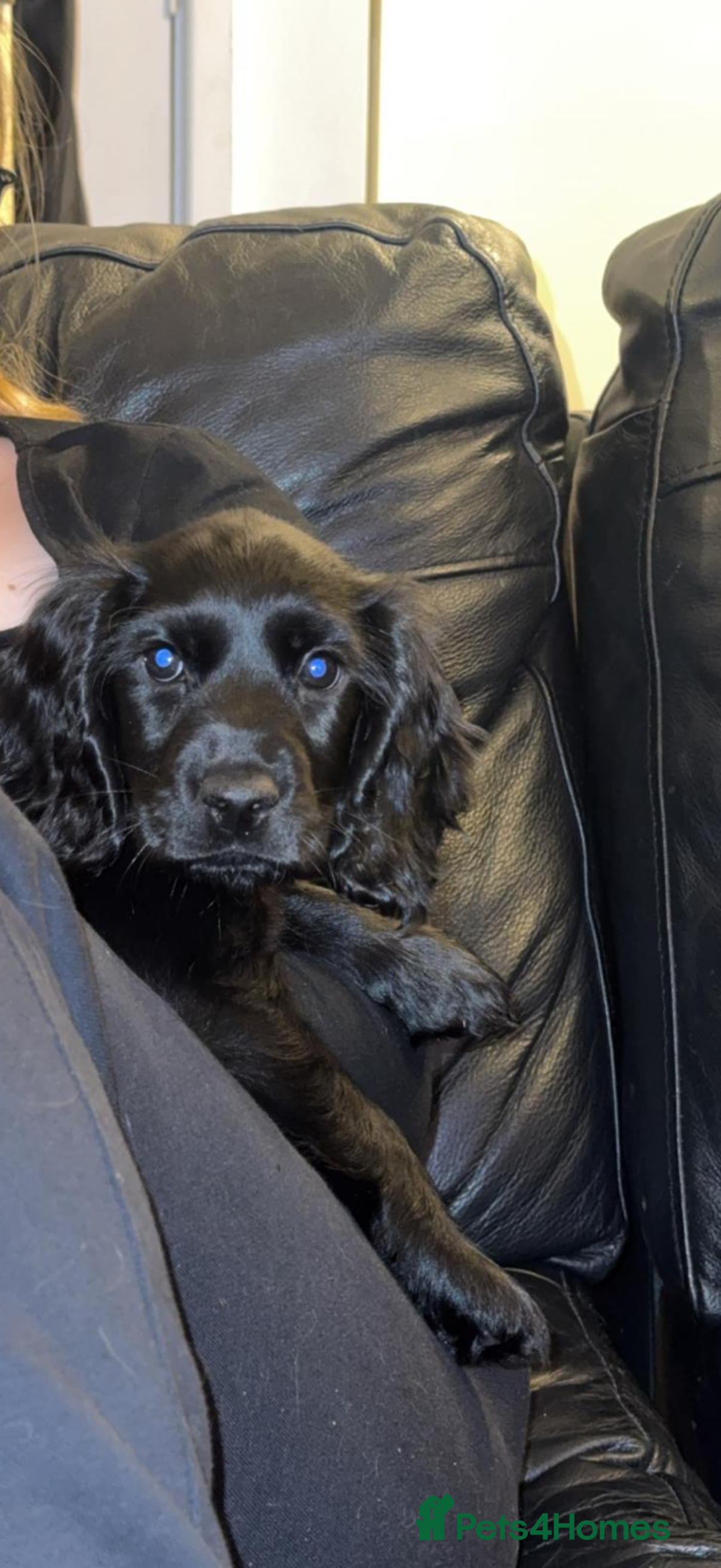 Cocker Spaniel dogs Show cocker spaniel 10 weeks old - Advert 1