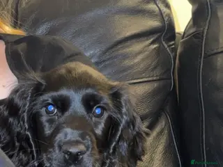 Cocker Spaniel dogs Show cocker spaniel 10 weeks old - Advert 1