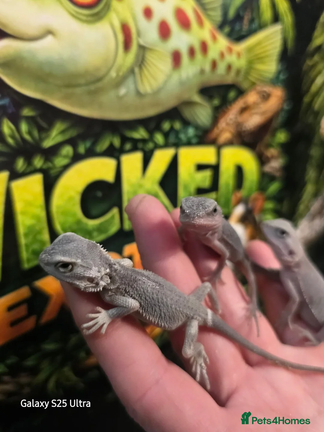 Bearded Dragon reptiles for sale: Zero Beardies het witblitz  - Advert 2