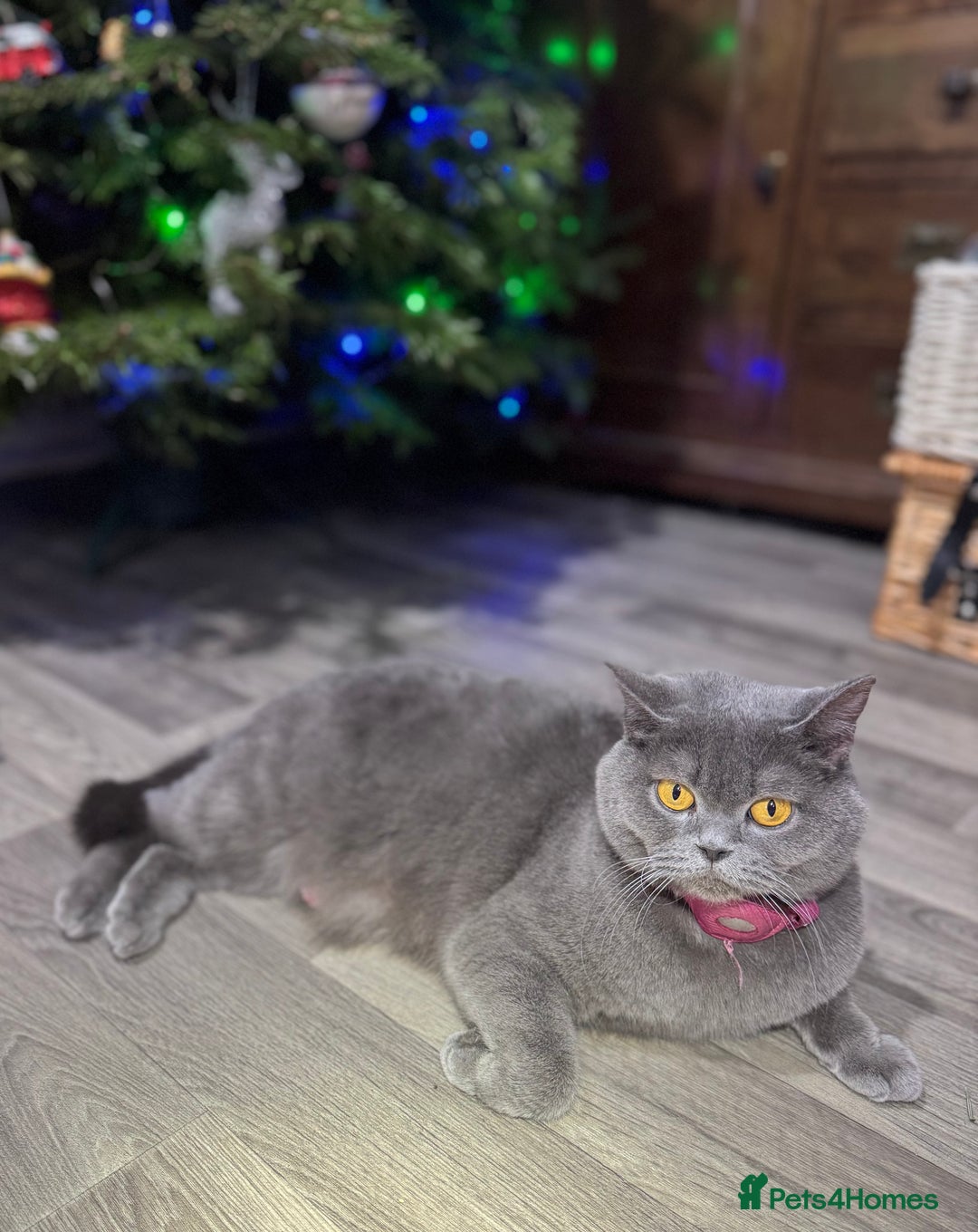 British Shorthair cats for sale: Beautiful British Shorthair Blue Kittens Available - Advert 14