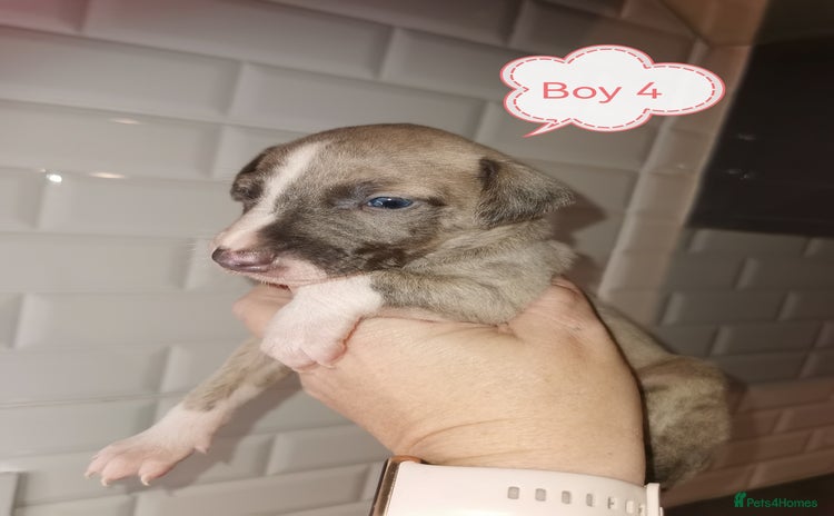 Whippet dogs - Advert 9
