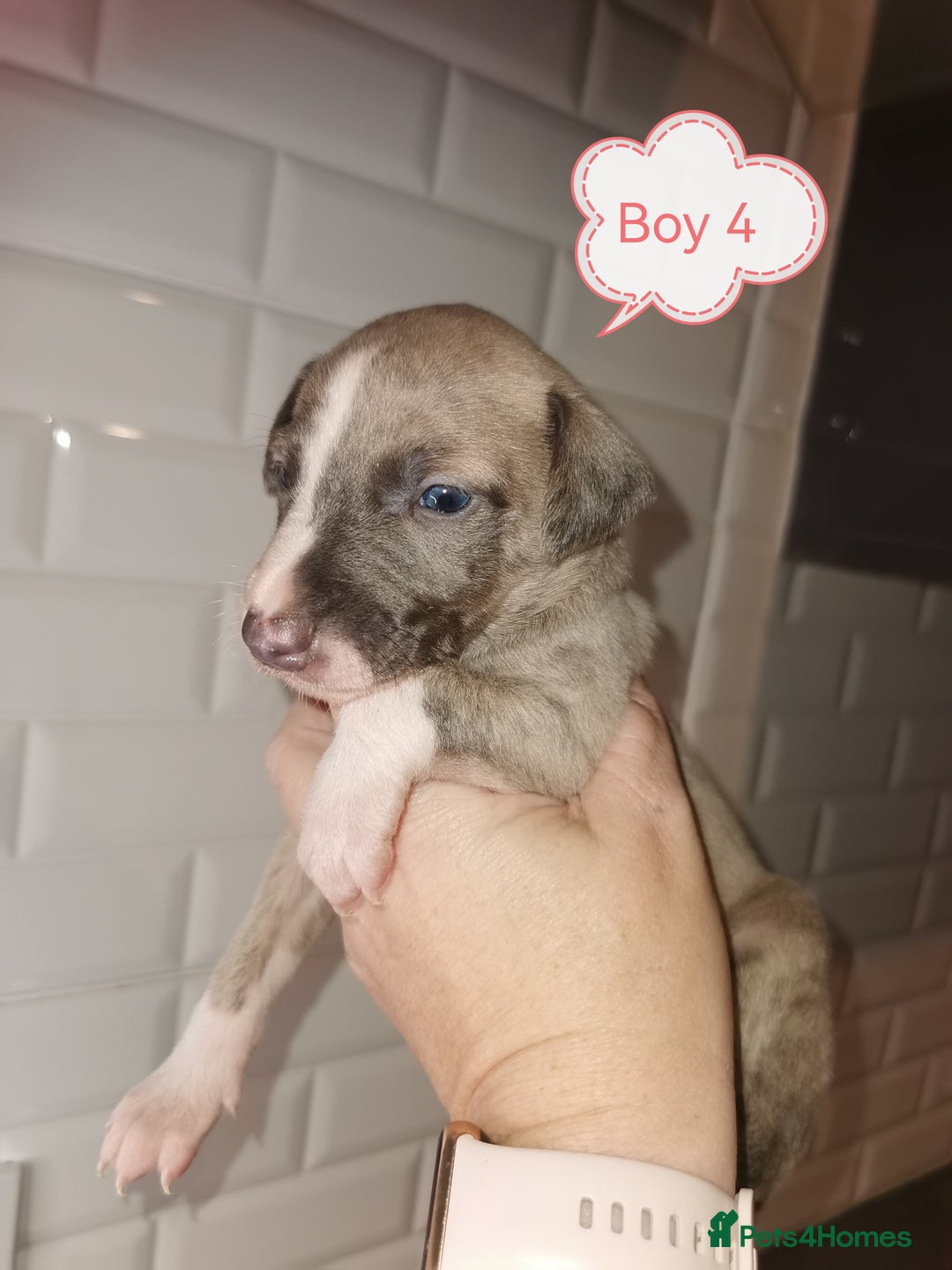 Whippet dogs for sale: Lovely petite whippets for sale  - Image 1