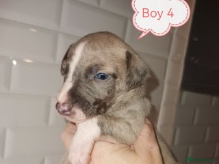 Whippet dogs - Advert 4