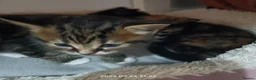 European cats for sale: Adorable Kittens  - Advert 11