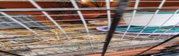 Quail poultry for sale: Cortinoux quails  - Advert 9