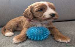 Cavapoo dogs for sale: F2 Cavapoo, Dog breeding license - Advert 25