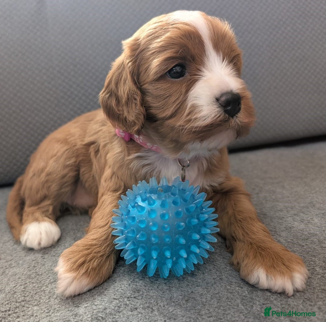 Cavapoo dogs for sale: F2 Cavapoo, Dog breeding license - Advert 25