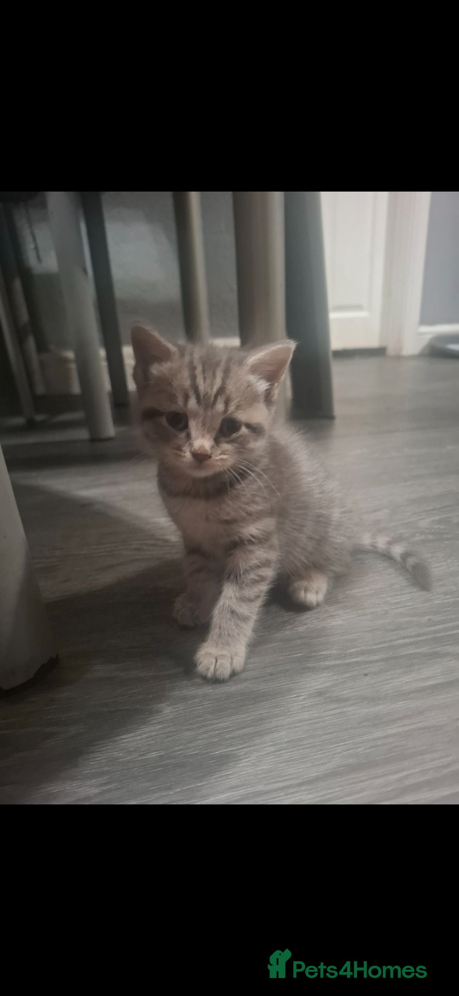 Mixed Breed cats One beautiful little girl kitten left - Advert 3