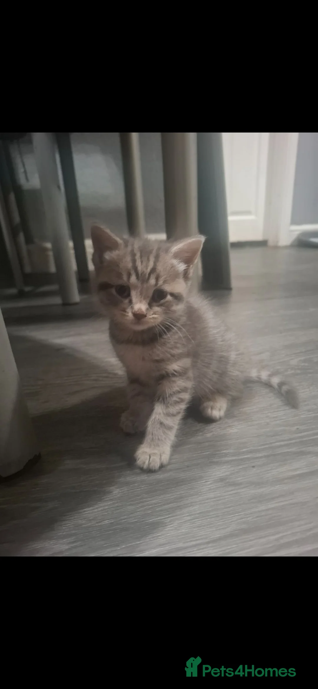 Mixed Breed cats for sale: One beautiful little girl kitten left - Advert 1