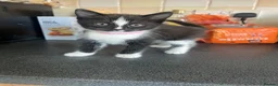 Mixed Breed cats for sale: Stunning Kittens Ready Now - Advert 22