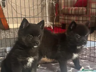 Pomsky dogs Available- 2 boys- small Fluffy Pomsky pups - Advert 1