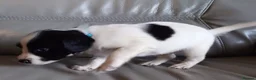 English Springer Spaniel dogs for sale: 7 x English Springer Spaniel puppies for sale - Advert 6