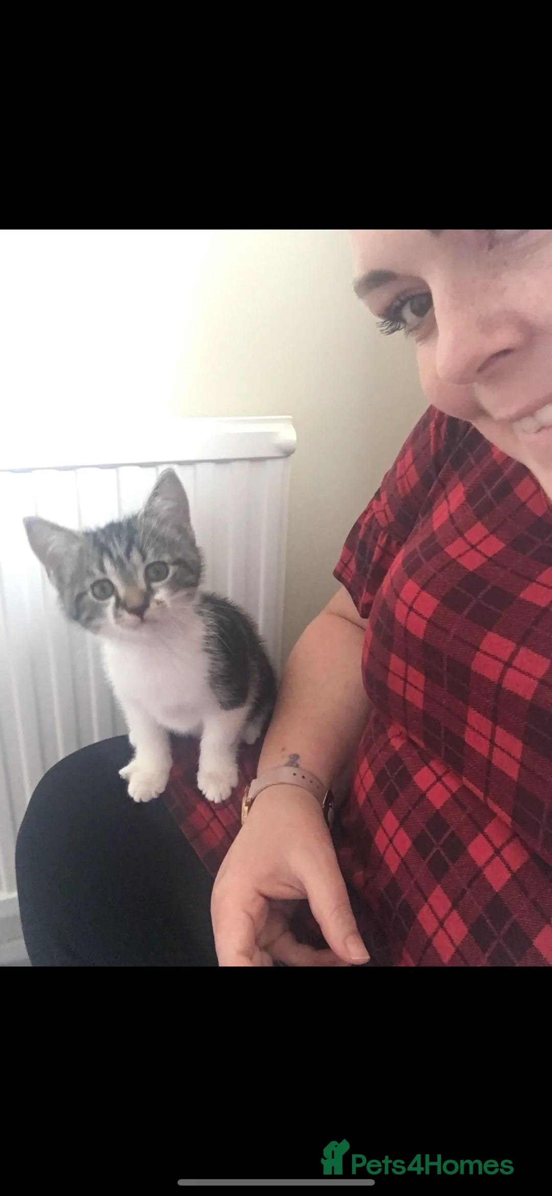 Mixed Breed cats for sale: Male Tabby for Peaceful Home  - Advert 5
