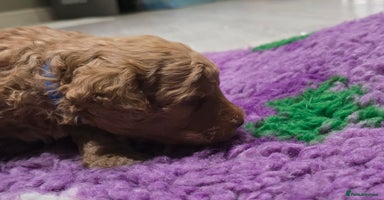 Cockapoo dogs - Advert 5