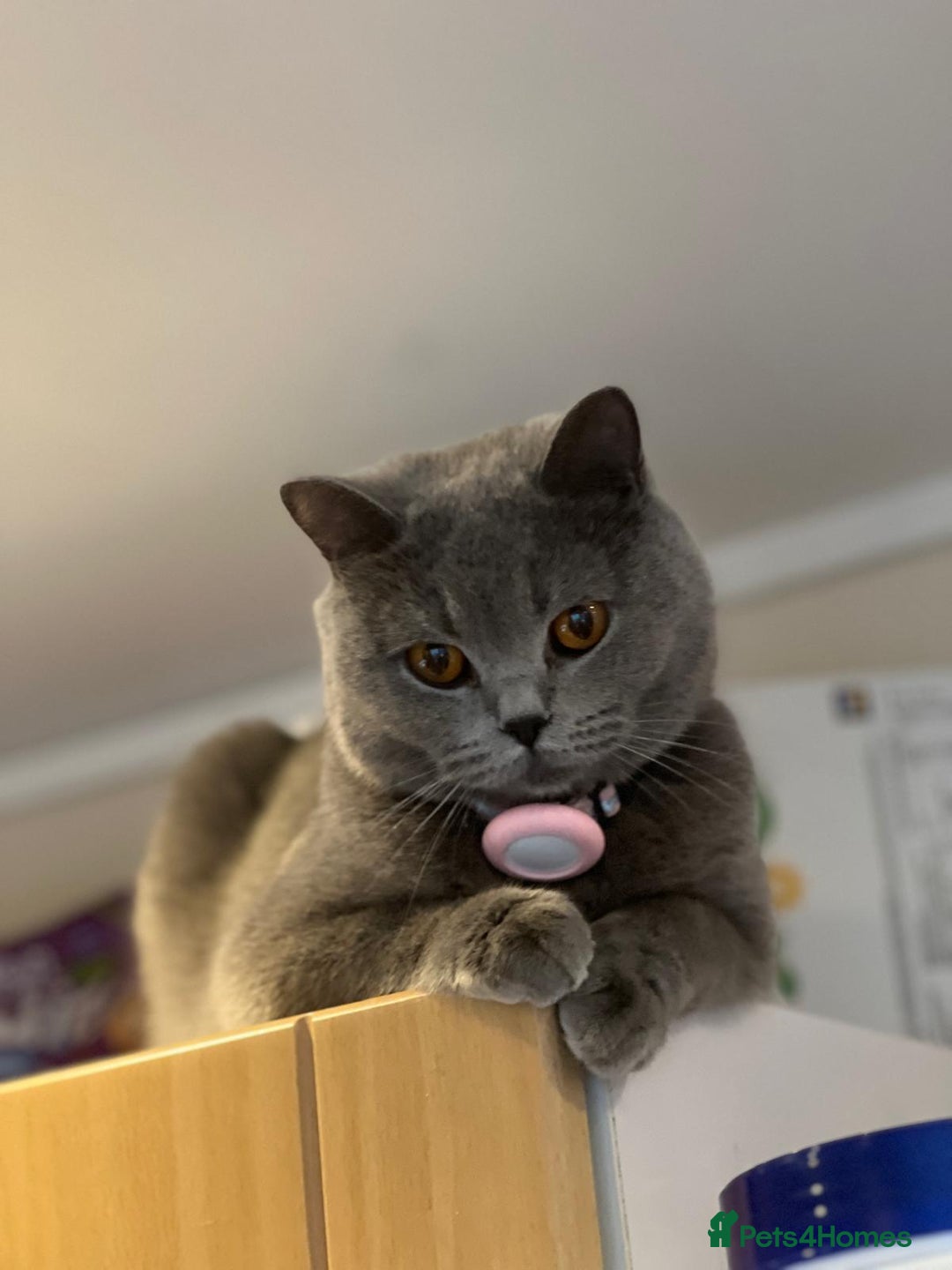 British Shorthair cats for sale: !!! Pure Blood Champions Pedigree BSH Kittens!!! - Advert 26