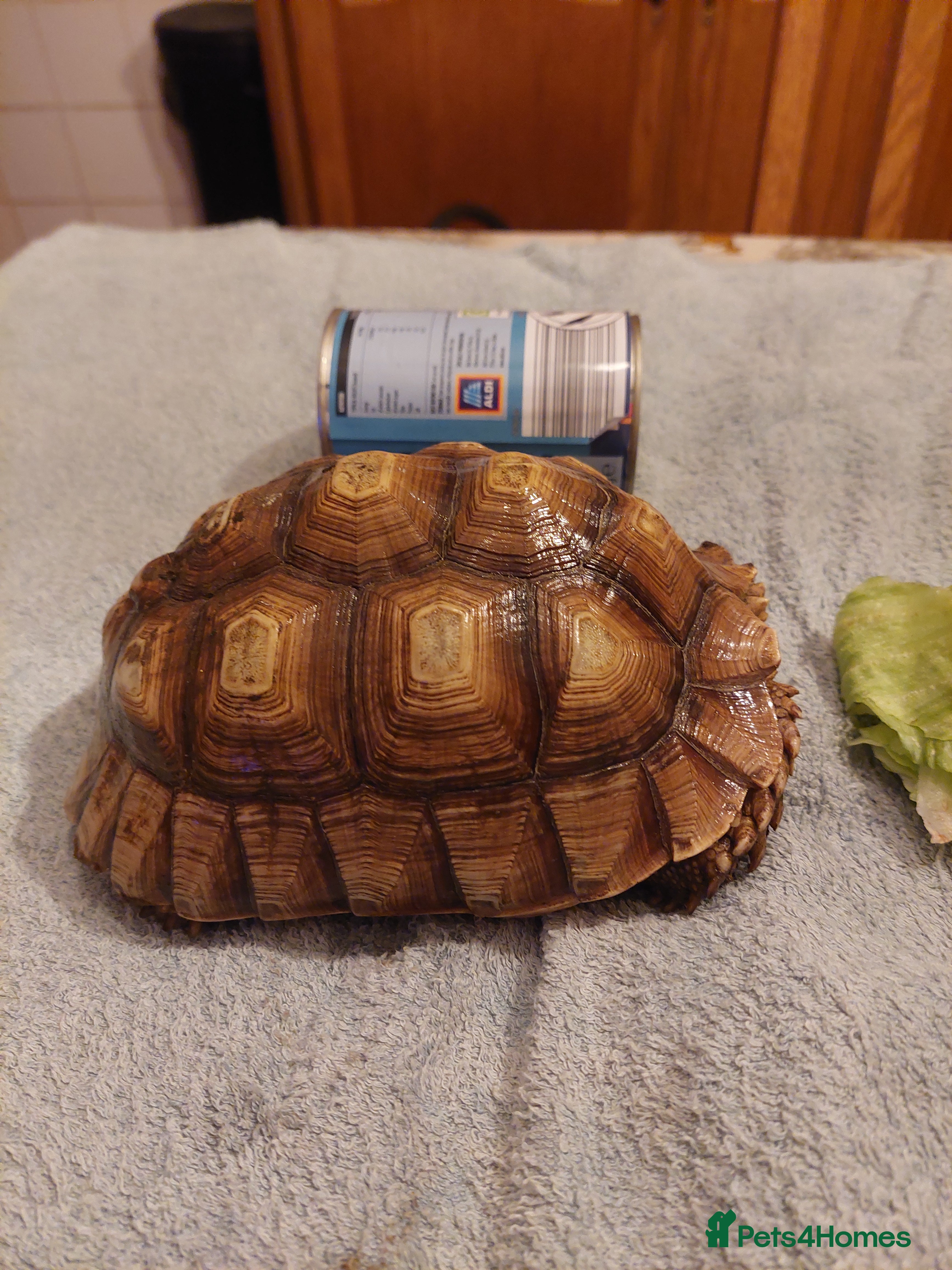 Tortoise reptiles Female Sulcata - Advert 6