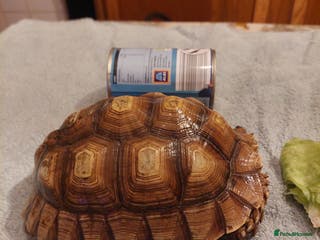 Tortoise reptiles Female Sulcata - Advert 10