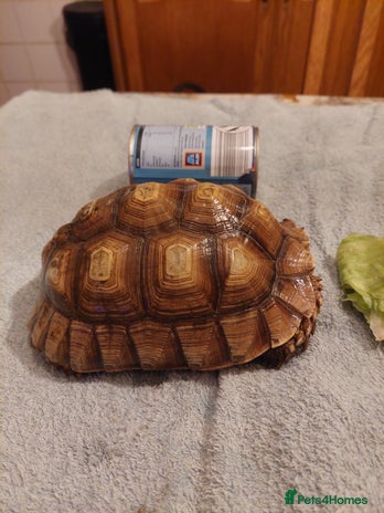 Tortoise reptiles Female Sulcata - Advert 2