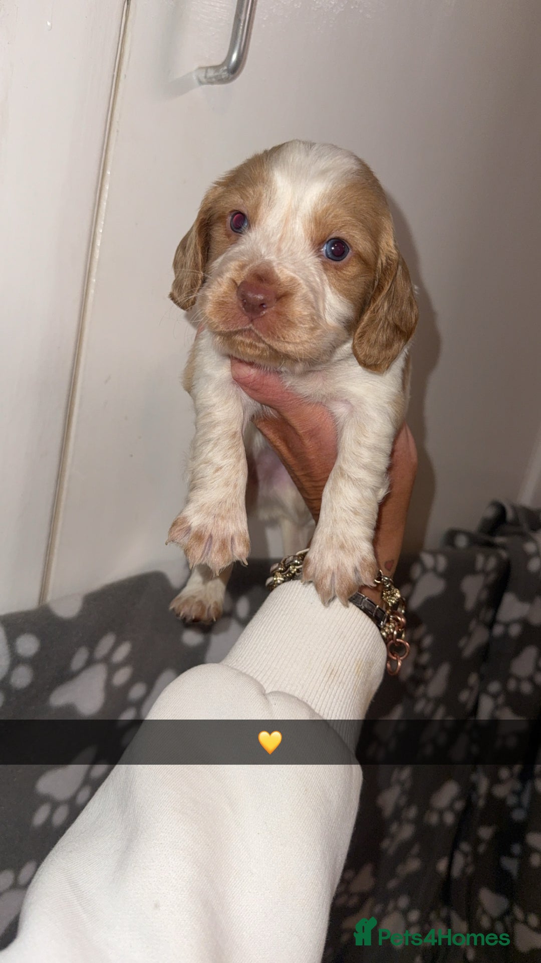 Cocker Spaniel dogs for sale: REDUCED💵cocker spaniel puppies 🩷💙 - Advert 13