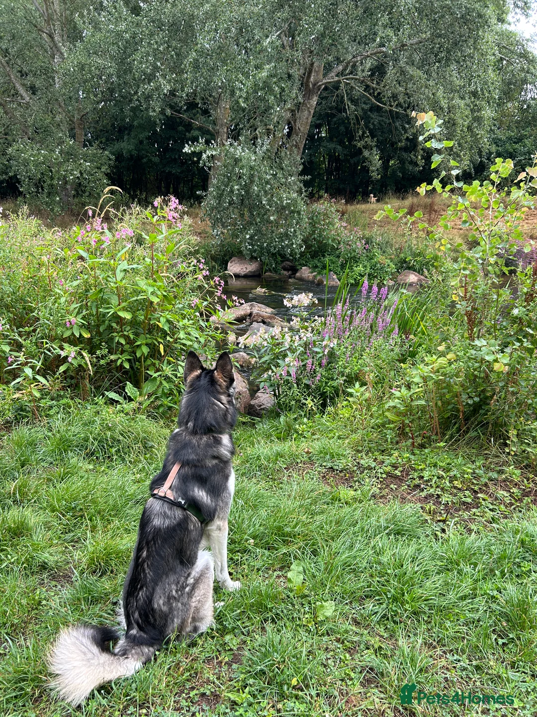 Utonagan dogs for sale: Loving Husky/Malamute for rehoming - Advert 15