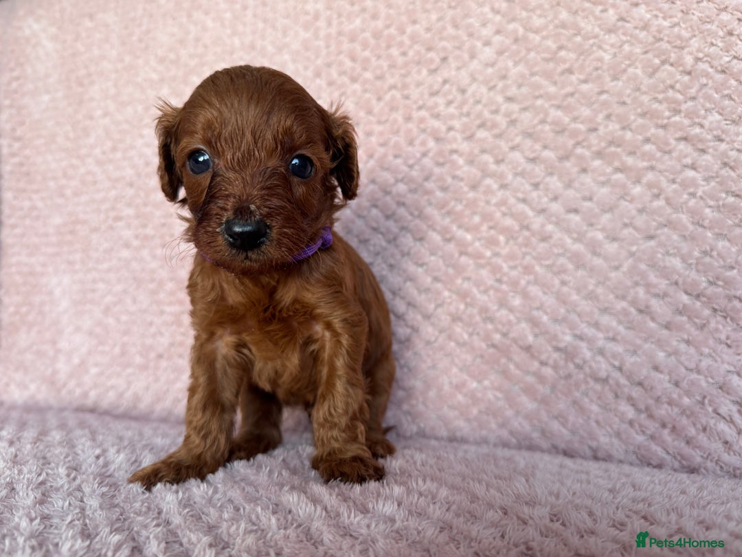 Cavapoo dogs for sale: Health tested F1b Cavapoo puppies - Advert 15