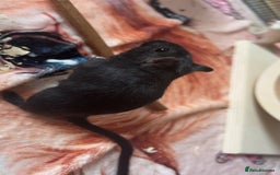 Gerbil rodents for sale: Gerbils for sale  - Image 3