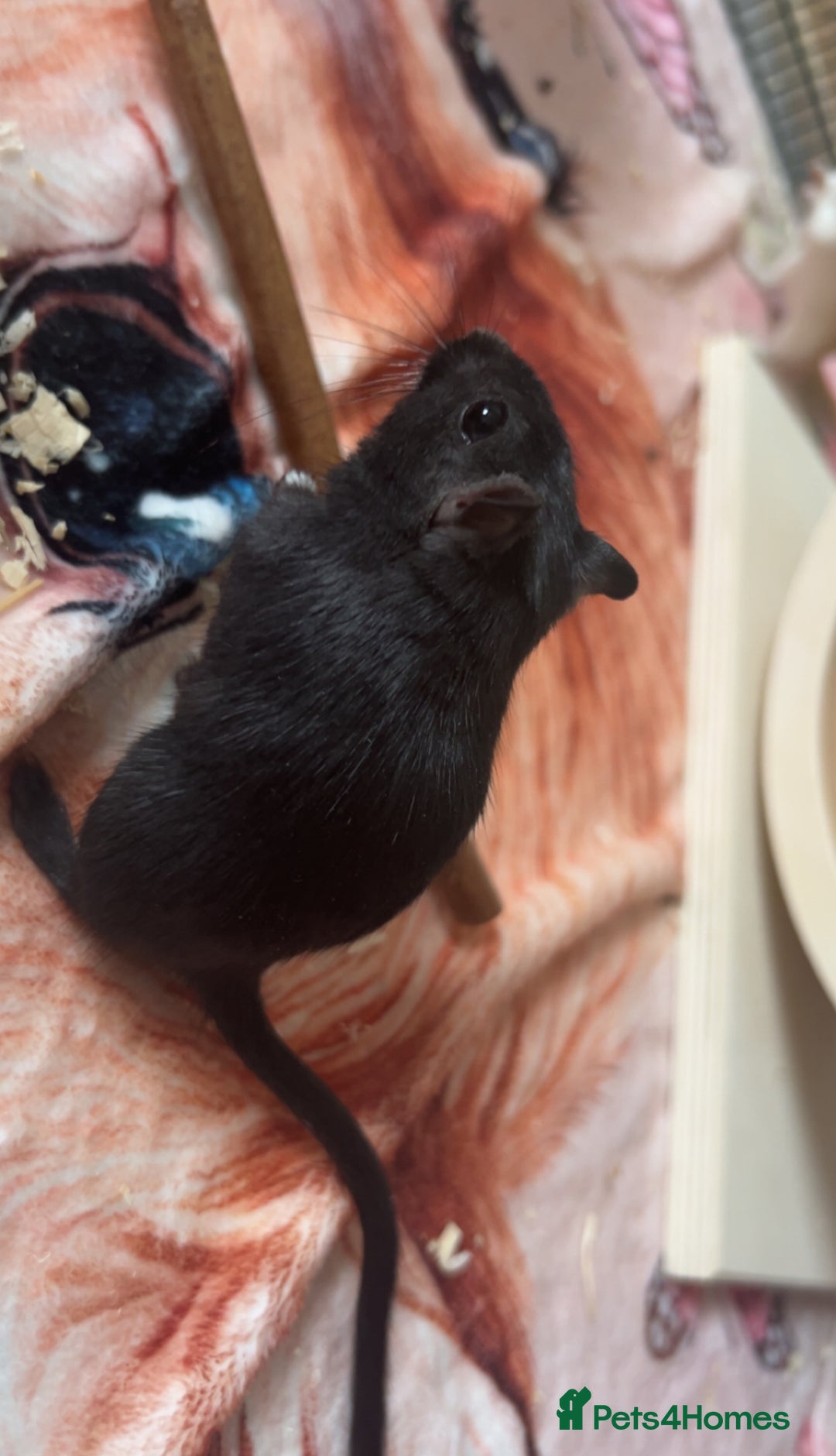 Gerbil rodents for sale: Gerbils for sale  - Image 3