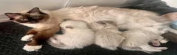 Ragdoll cats for sale: Ragdoll kitten mitted 2 girls 1 boy - Advert 6