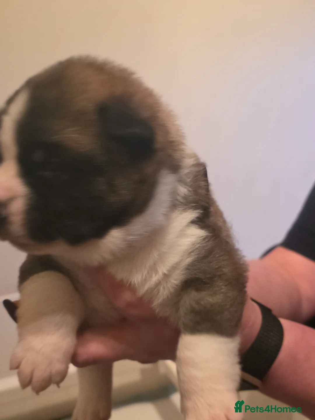 Mixed Breed dogs for sale: Beautiful saint bernard akita mix puppies - Advert 3