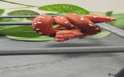 Python Snake reptiles for sale: Green tree Python in Mold - Image 6