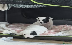 Jack Russell dogs for sale: 1 Beautiful boy Jack Russell puppy left for sale - Image 15