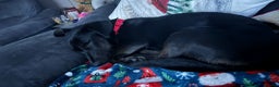 Dachshund dogs for adoption: Cute Lolita looking for LOVE  - Advert 3