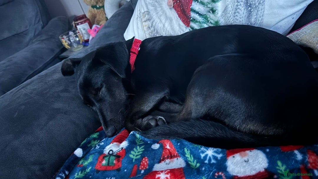 Dachshund dogs for adoption: Cute Lolita looking for LOVE  - Advert 3