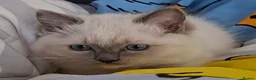 Ragdoll cats for sale: LAST ONE !!! GCCF registered Ragdoll GIRL  - Advert 4
