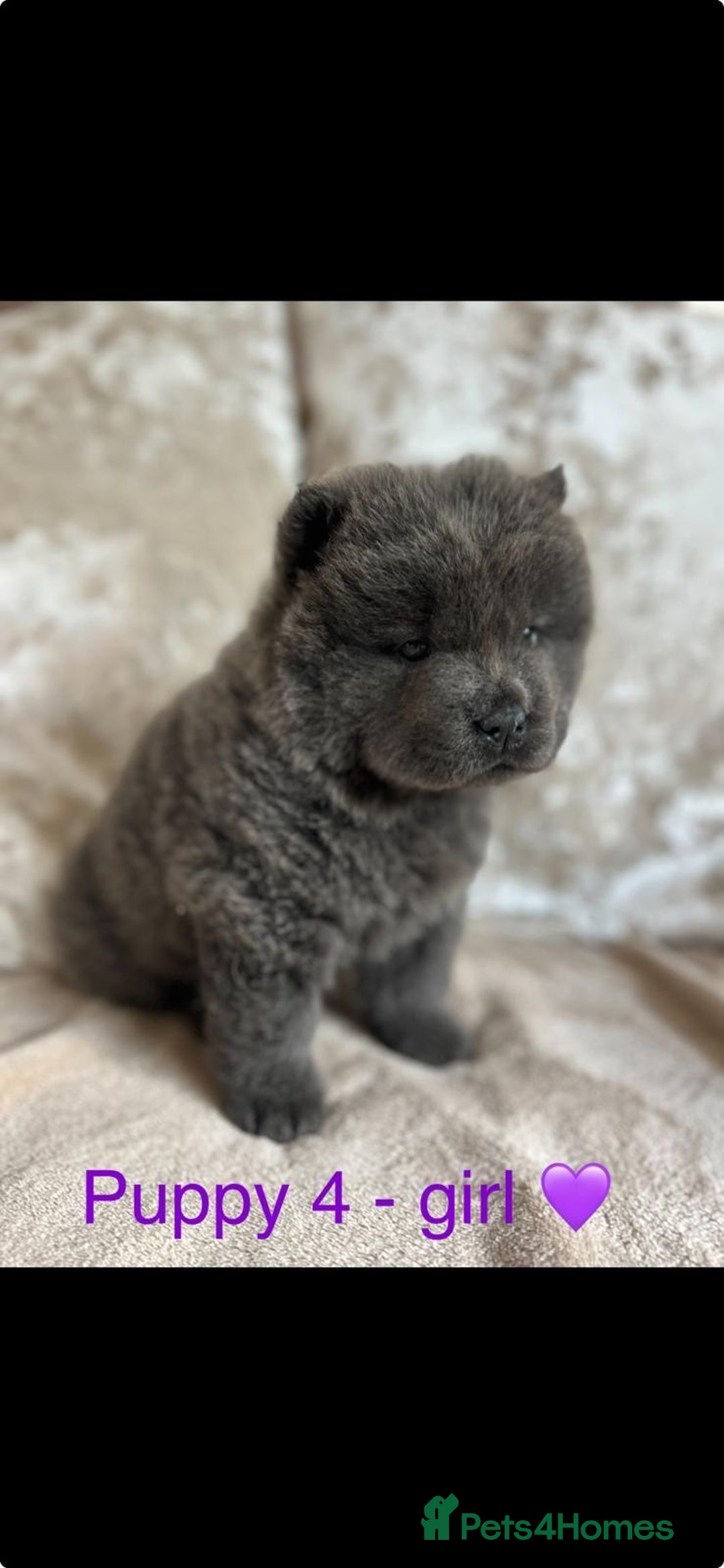 Chow Chow dogs for sale: REDUCED £750 stunning chow chow puppies - Image 7