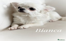 Chihuahua dogs for sale: KC qulity LC cream/white chihuahua puppies  - Image 10