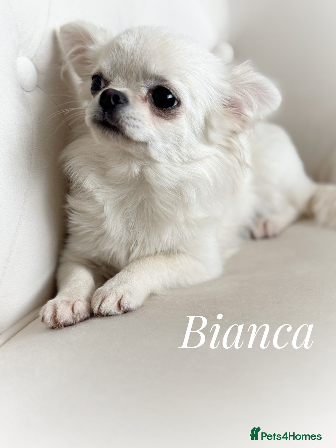 Chihuahua dogs for sale: KC qulity LC cream/white chihuahua puppies  - Image 10